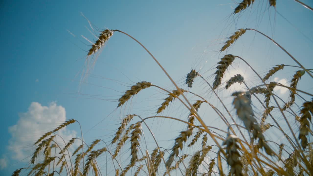 夏日清晨的阳光洒在麦田上——POV视频素材