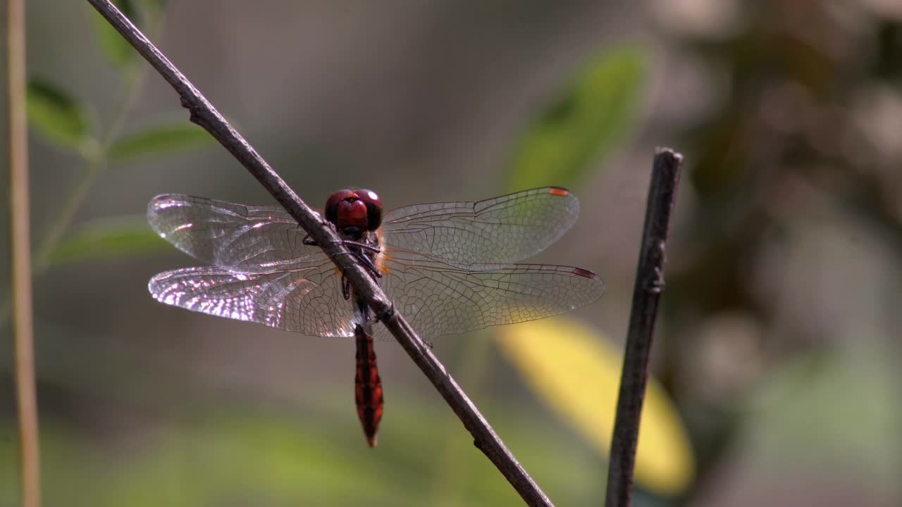 特写蜻蜓。蜻蜓坐在树枝上。蜻蜓科。Crocothemis erythraea视频素材