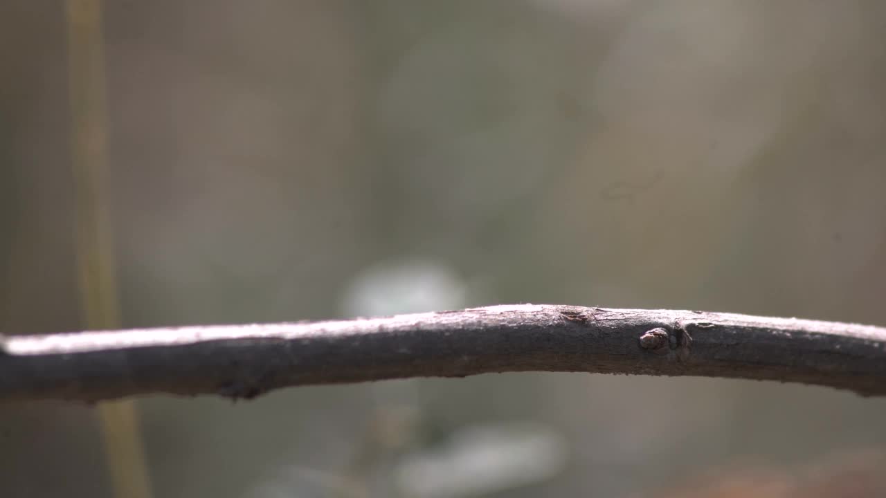 特写镜头红色蜻蜓。蜻蜓号落在树枝上准备发动攻击视频素材