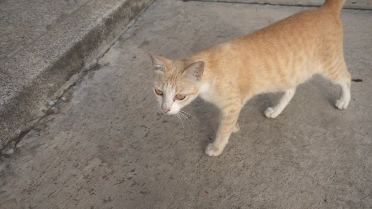 一只可爱的猫在户外看着摄像机的慢动作视频视频下载