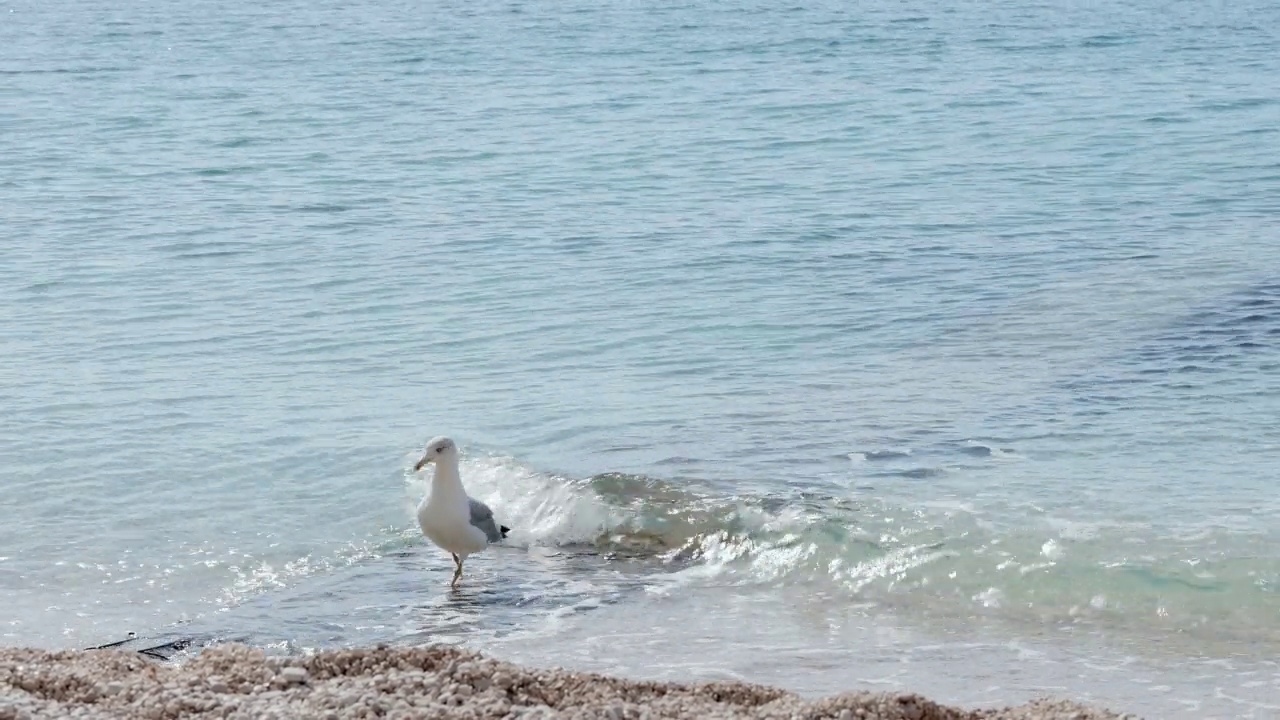 海边的海水上有一只海鸥。视频素材