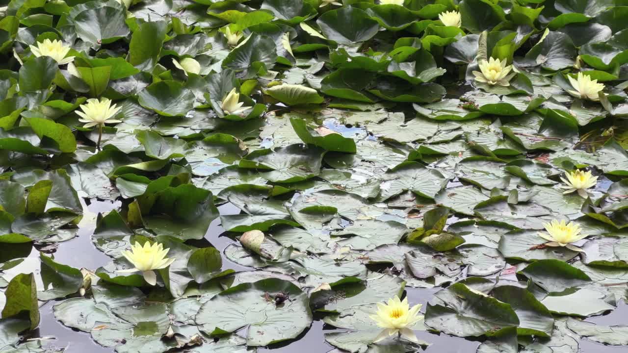 平静池塘里的睡莲。水面上睡莲的美丽叶子。白色睡莲花，睡莲视频素材