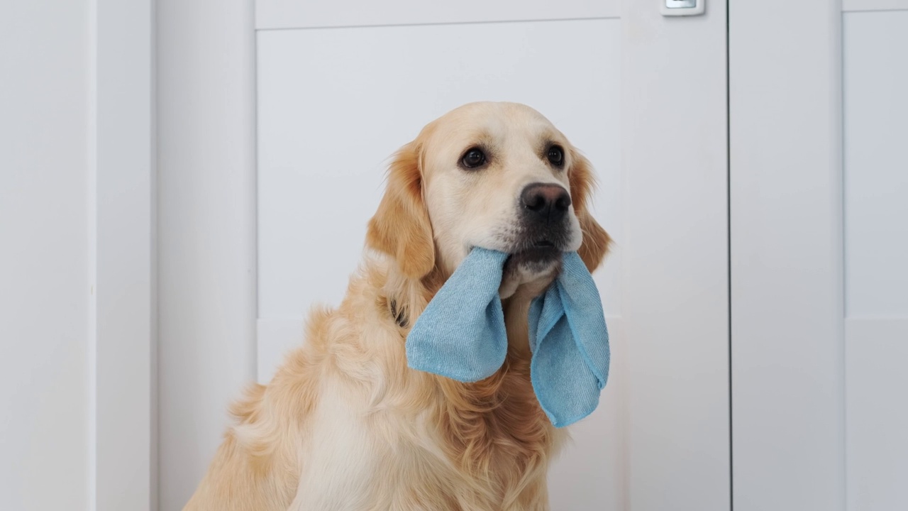 拿着清洁布的金毛猎犬视频素材