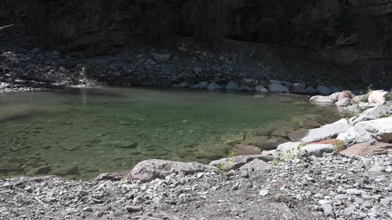 杜宾犬在池塘里捡棍子，然后抖掉水视频素材