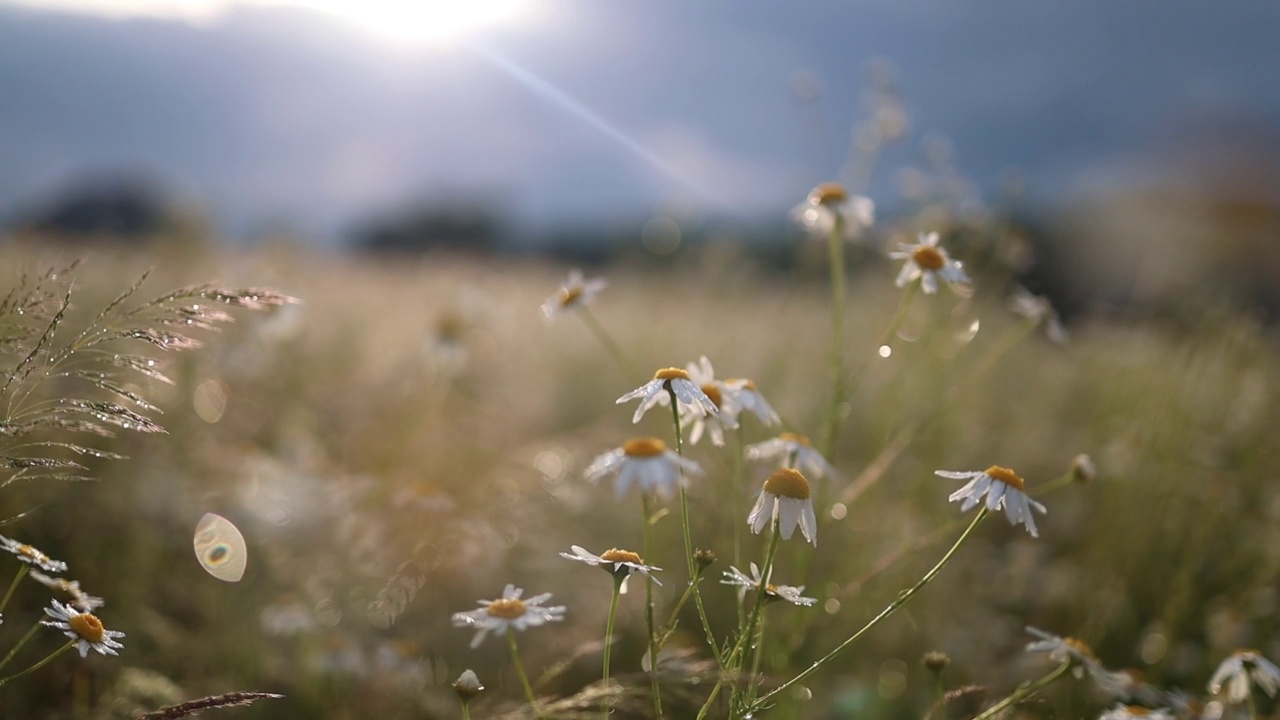 飞过群山中的野生甘菊田。阳光明媚的一天。夏天草本花卉。Camomille花背景。鲜花盛开的视频素材