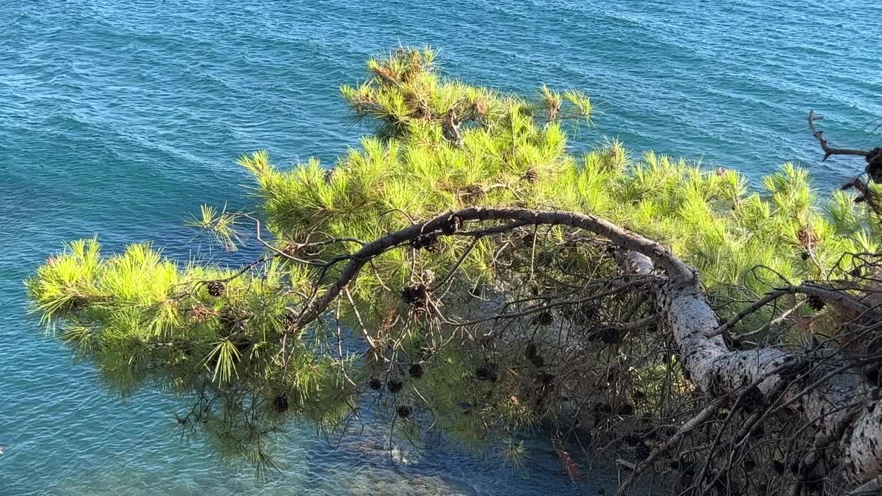 绿色的松枝在蓝色的海水上摇曳。视频素材