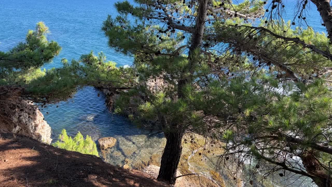 夏天地中海沿岸的松树。视频素材