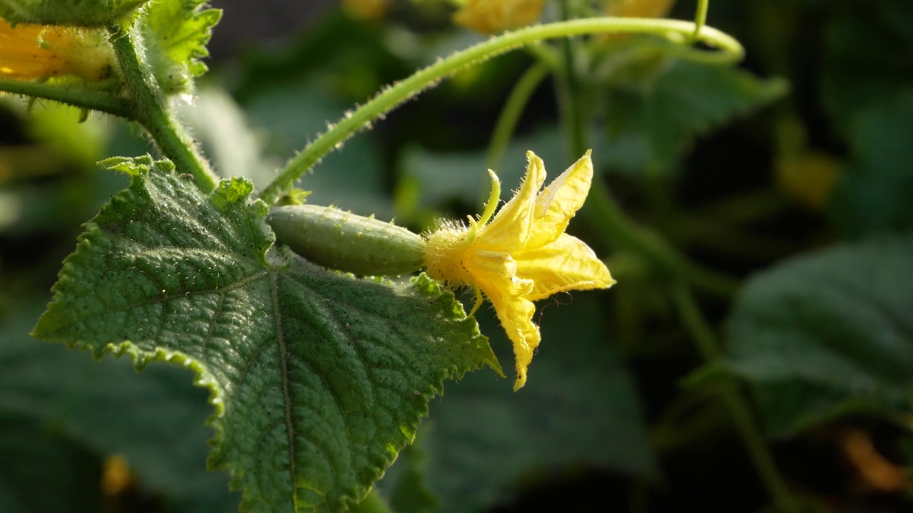 花园里有一朵花和一根小黄瓜。在花园里种植有机蔬菜视频素材