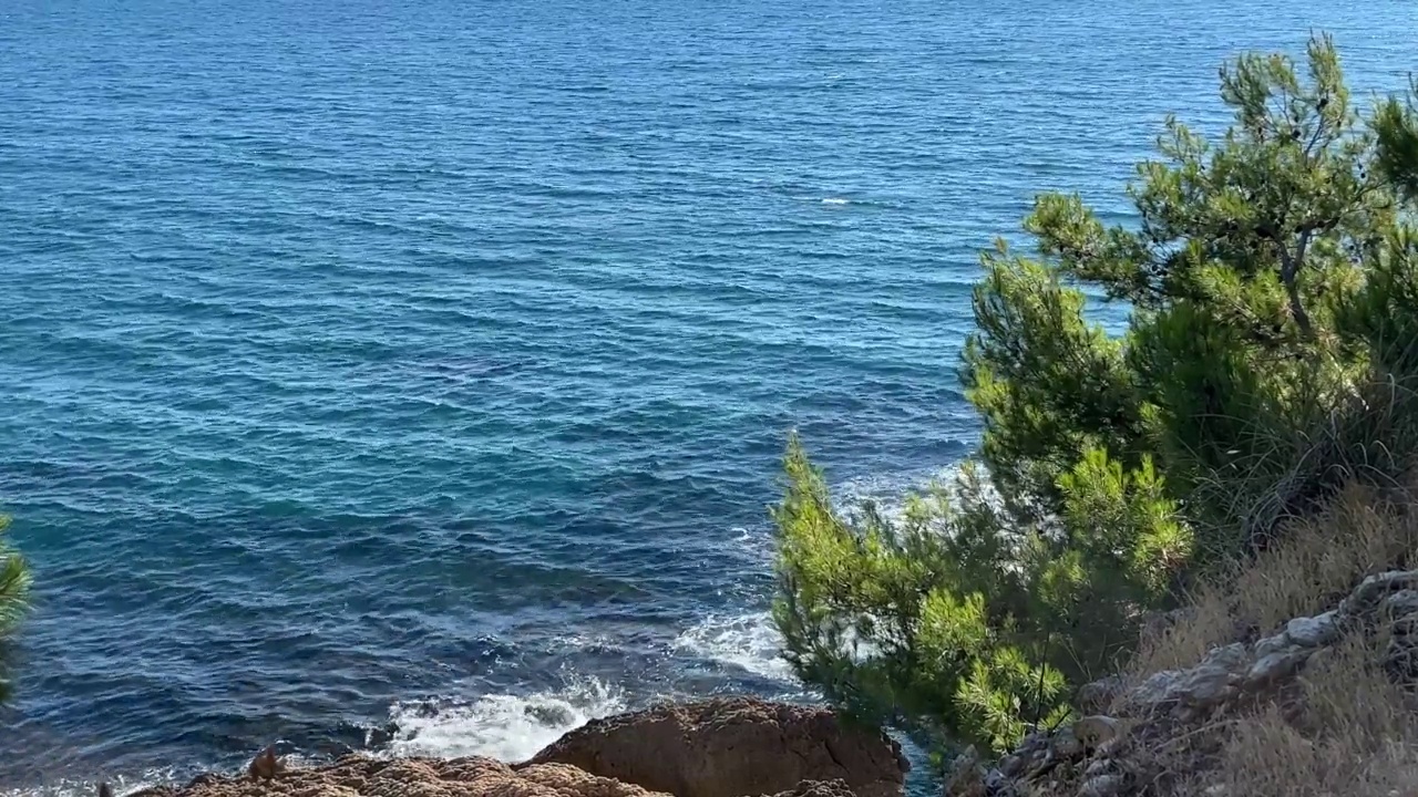 夏天岩石海岸上的松树。视频素材