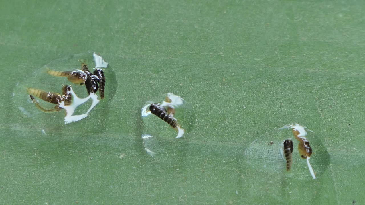 蛹伊蚊水下。视频素材