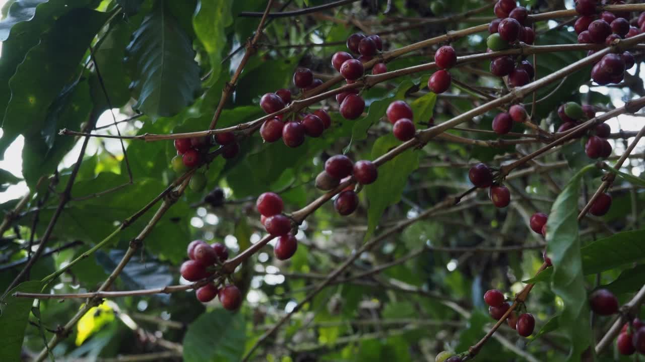 有机咖啡种植园里的阿拉比卡咖啡樱桃正在树上成熟视频素材