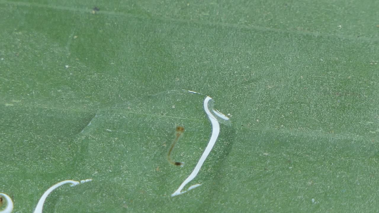 蛹伊蚊水下。视频素材