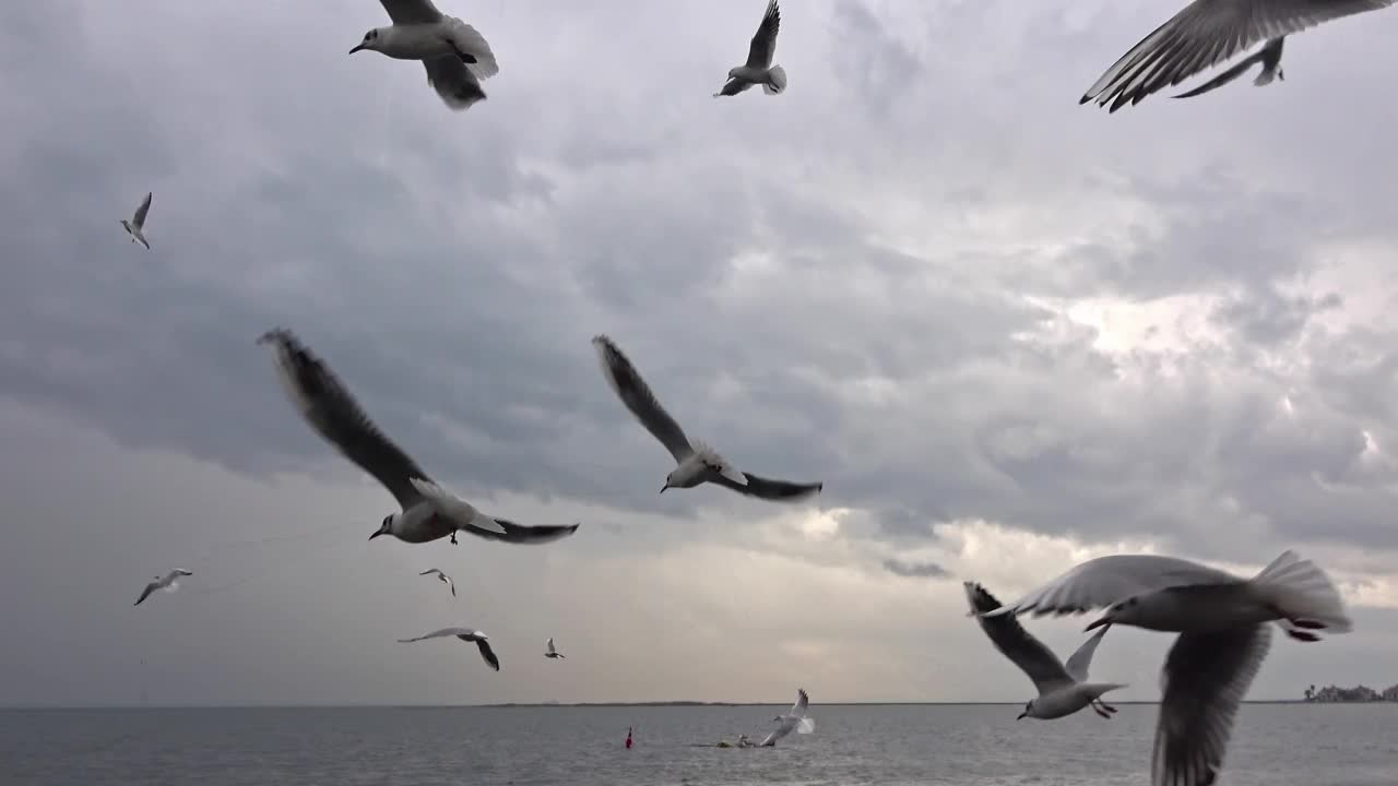 一群饥饿的海鸥在灰色多云的天空中飞翔视频素材