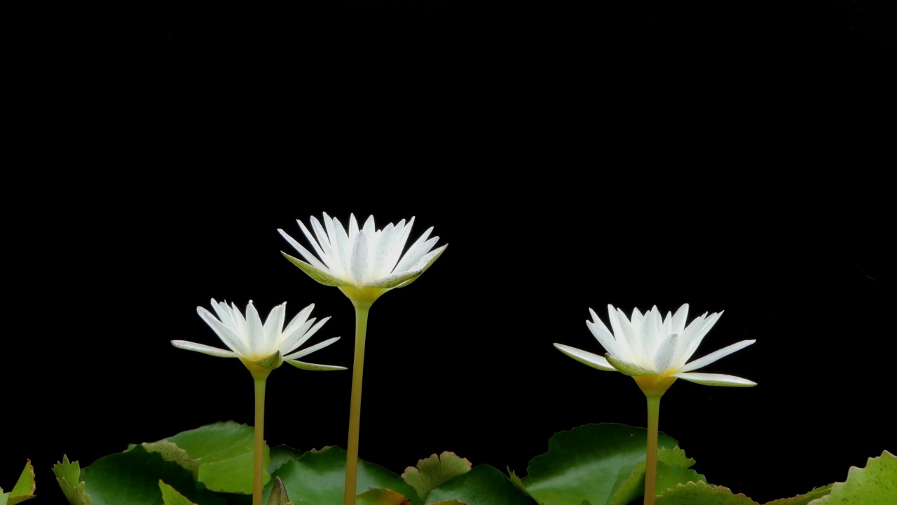 白色的莲花和睡莲盛开在黑色的背景。视频素材