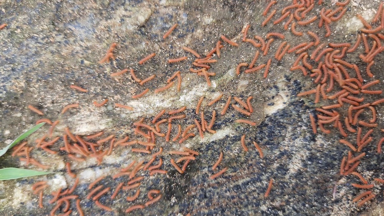 雨季行走的千足虫。视频素材