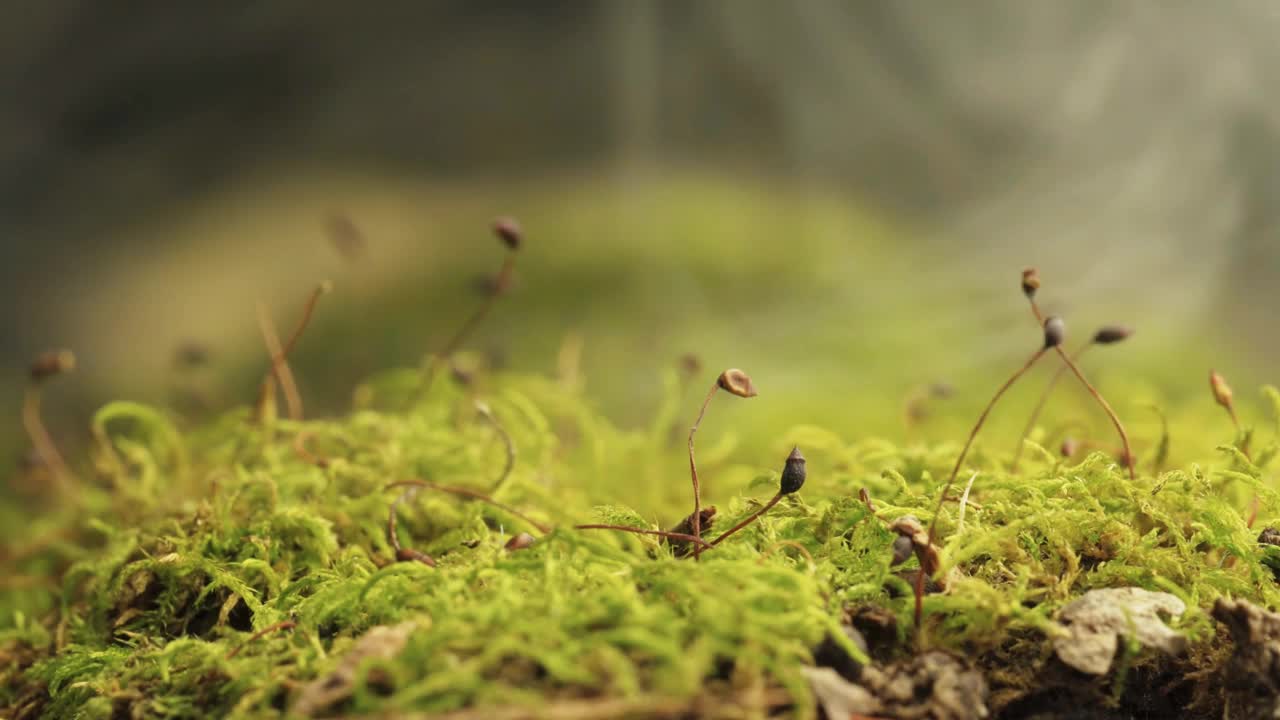 森林里有雾，森林里有清新的早晨，青苔绿了。视频素材