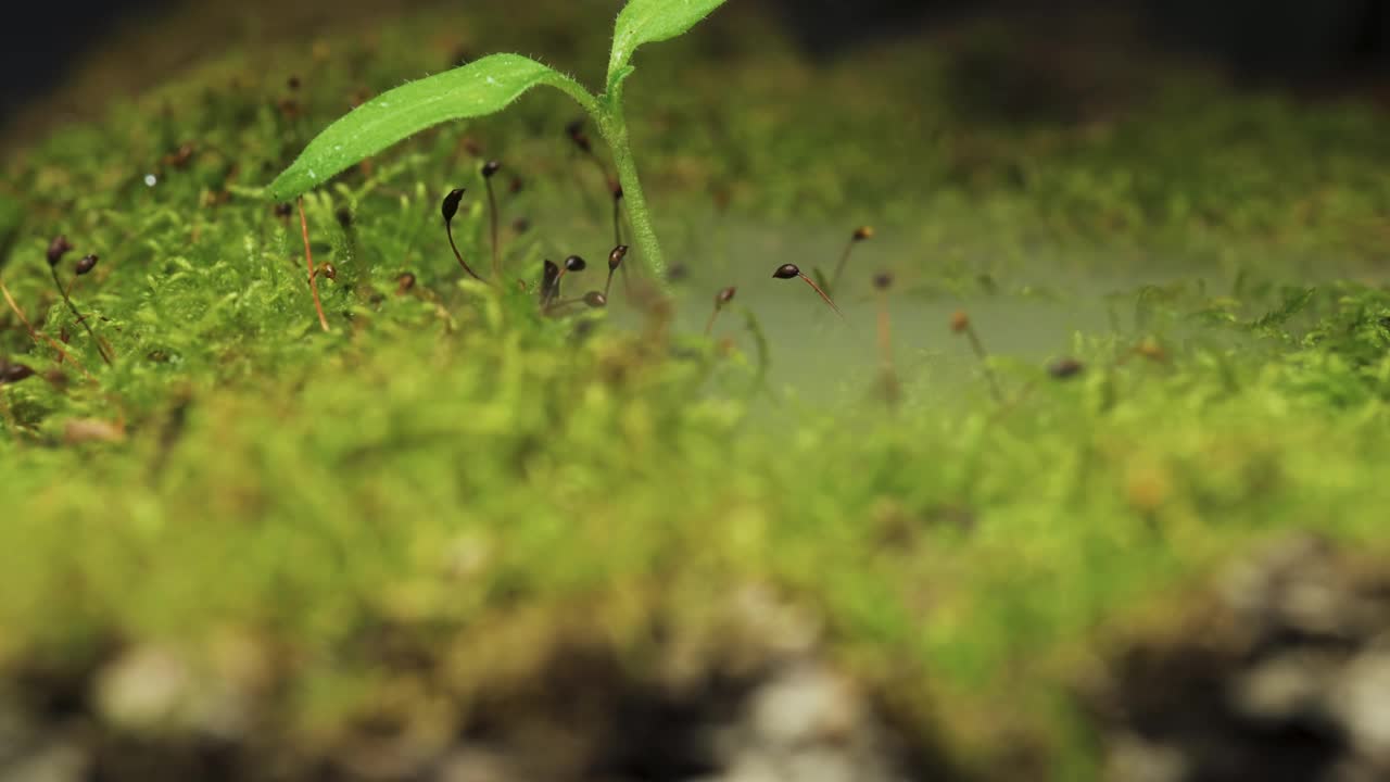 小树在雨林中，长在青苔上，雾在草地上。视频素材