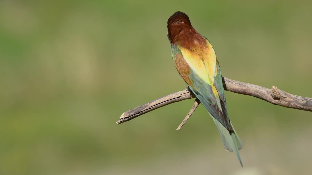 栖息在树枝上的欧洲食蜂鸟(Merops apiaster)。视频下载