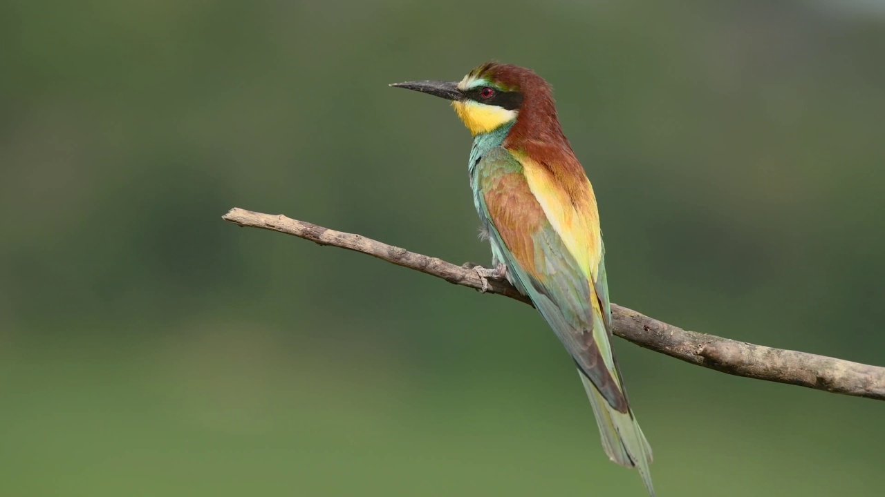 栖息在树枝上的欧洲食蜂鸟(Merops apiaster)。视频下载