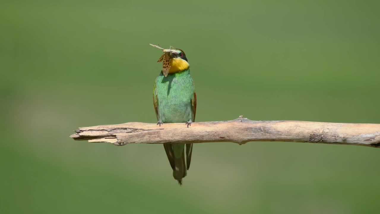 欧洲食蜂鸟(Merops apiaster)栖息在树枝上，嘴里衔着一只蝴蝶。视频素材