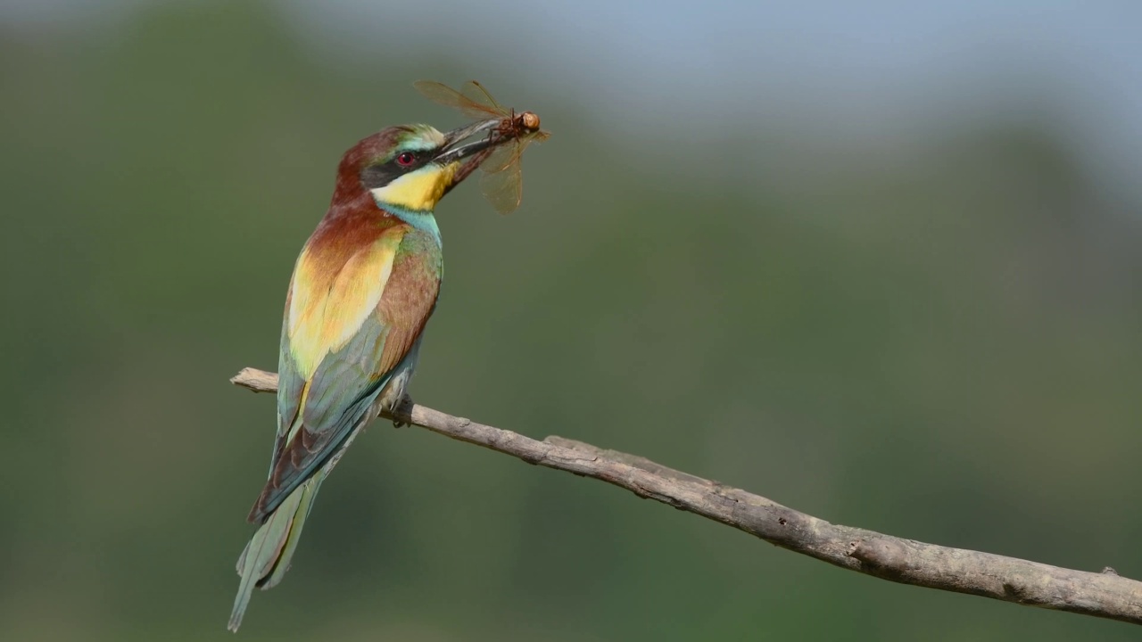 欧洲食蜂鸟(Merops apiaster)栖息在树枝上，嘴里衔着一只蜻蜓。视频素材