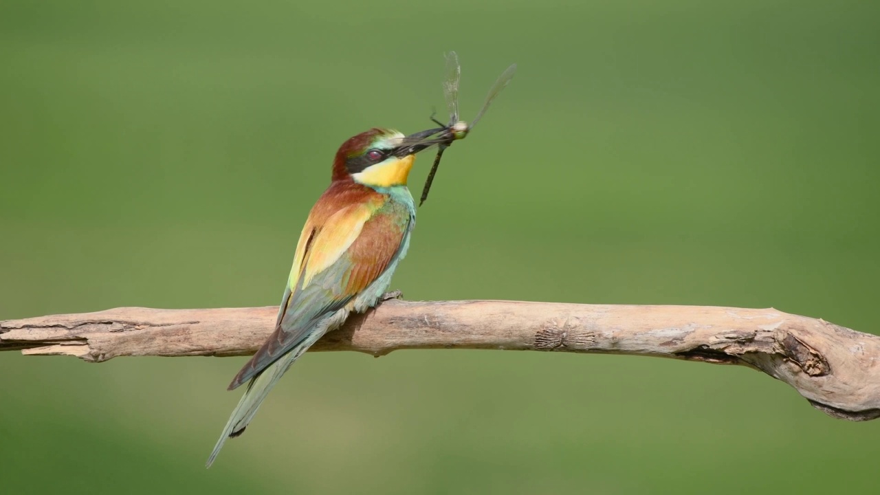 欧洲食蜂鸟(Merops apiaster)栖息在树枝上，嘴里衔着一只蜻蜓。视频下载