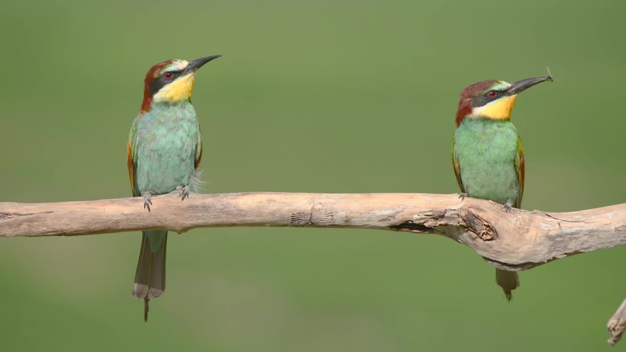 两只欧洲食蜂鸟(Merops apiaster)栖息在树枝上。视频下载