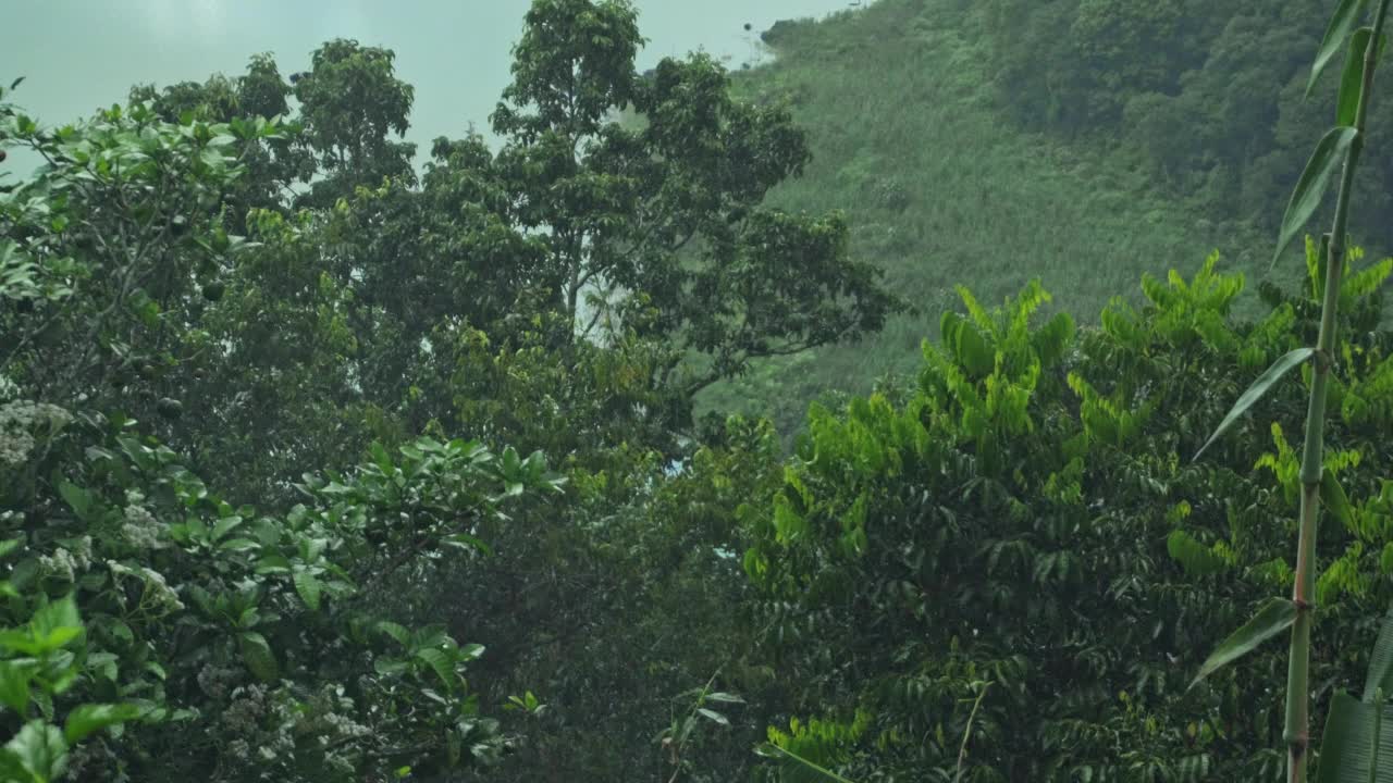 一个绿色的区域，绿色的森林和一个湖视频素材