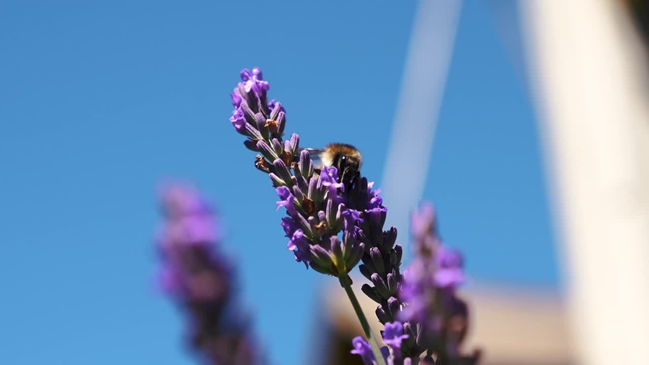 蜜蜂大黄蜂飞过美丽的薰衣草花与背景模糊的bokeh。紫紫色和绿色植物和濒危昆虫动物在春夏采集花蜜。视频素材