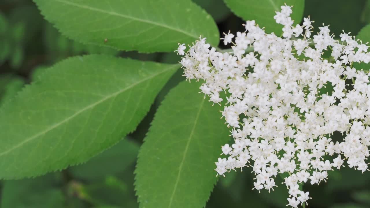 接骨木花，绿叶。视频素材