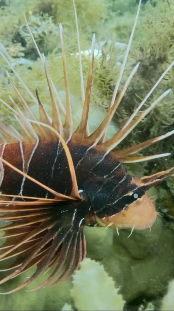 垂直视频:放射状萤火虫或红海狮鱼(Pterois radiata, Pterois cincta)在布满藻类的海床上游泳。特写镜头视频素材