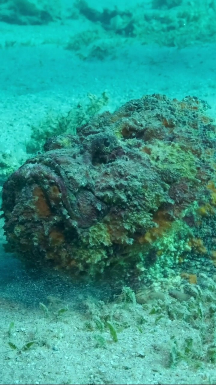 垂直视频:石头鱼在覆盖着绿色海草的沙质底部的特写肖像。礁石鱼。视频素材