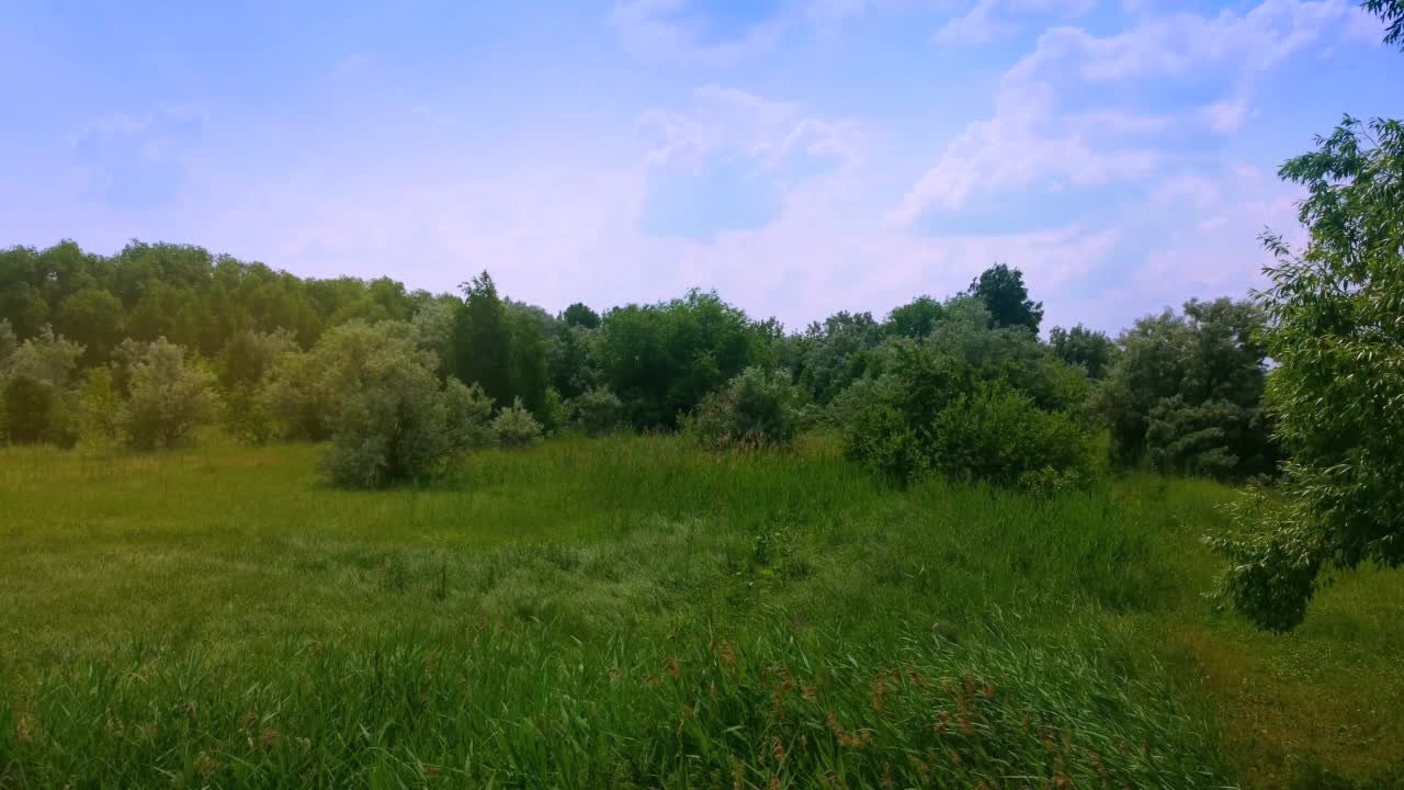 草地上的野草随风摇曳视频素材