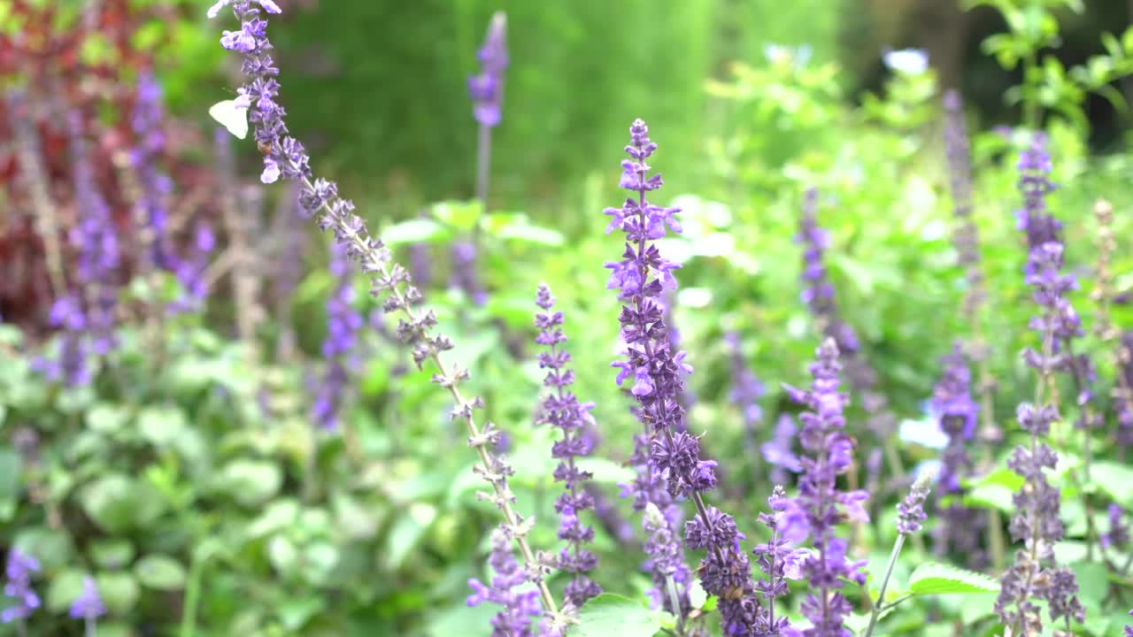 花朵和蝴蝶视频素材