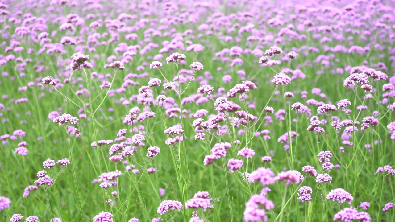 花朵和蝴蝶视频素材