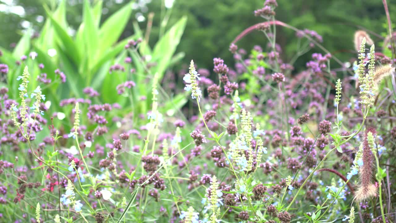 花朵和蝴蝶视频素材