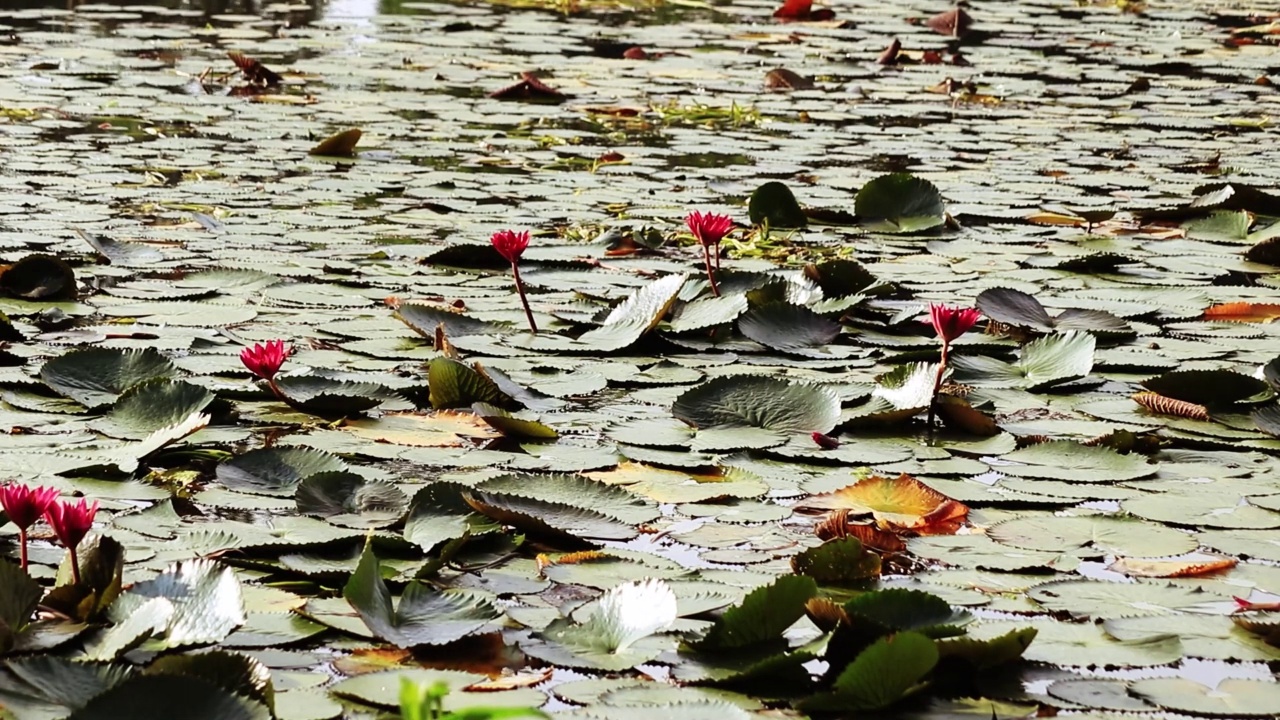 百合花，花池视频素材