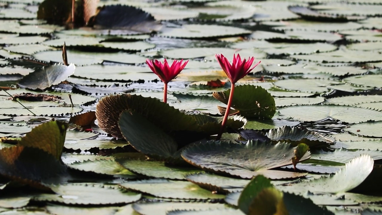 百合花，花池视频素材