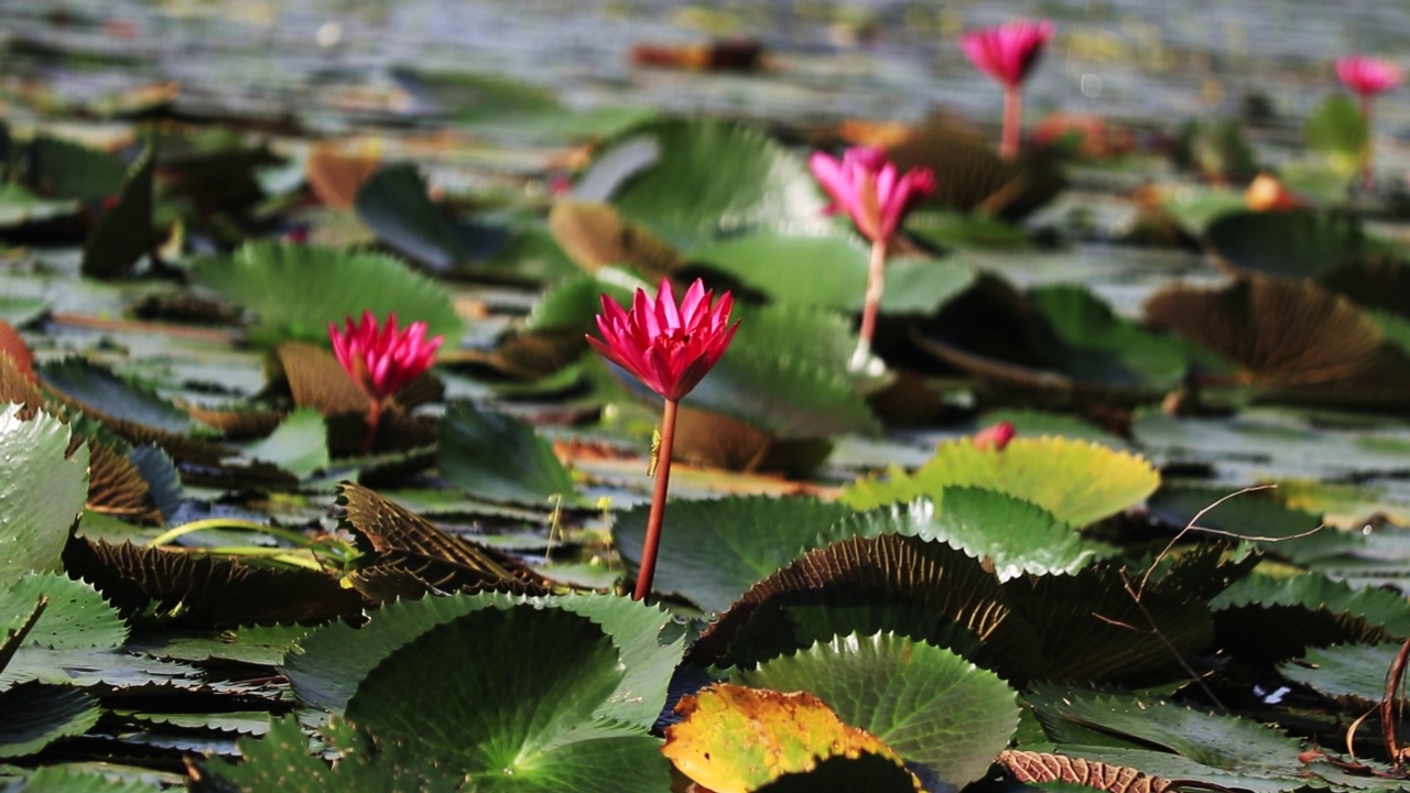 百合花，花池视频素材