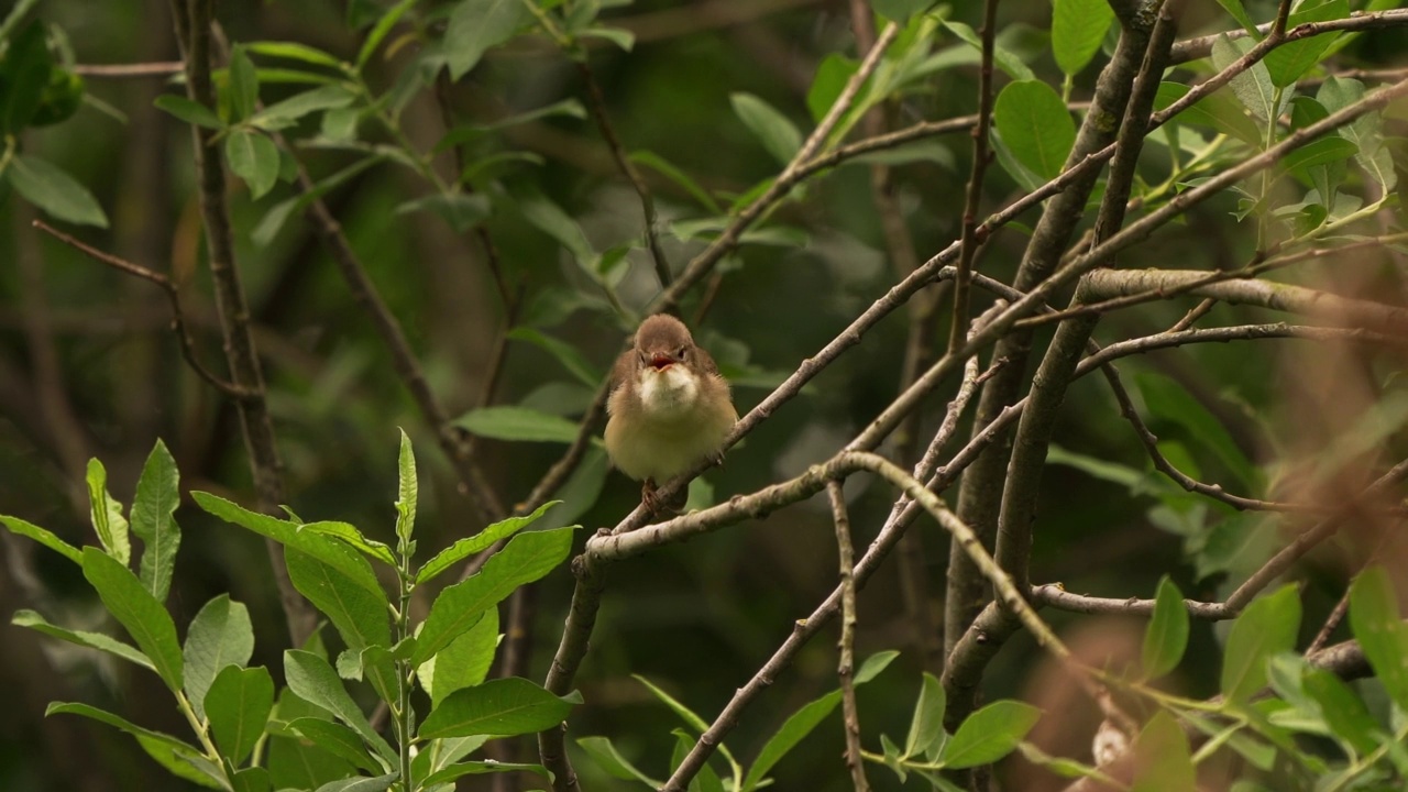 在灌木中歌唱的沼泽莺(Acrocephalus palustris视频素材