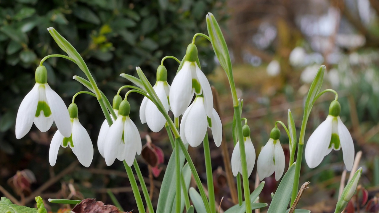 开花的雪花莲，Galanthus nivalis，巴伐利亚，德国视频素材