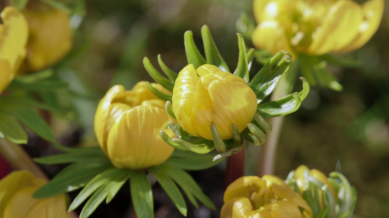 春天，德国巴伐利亚，开花的黄色冬附子(Eranthis hyemalis)视频素材