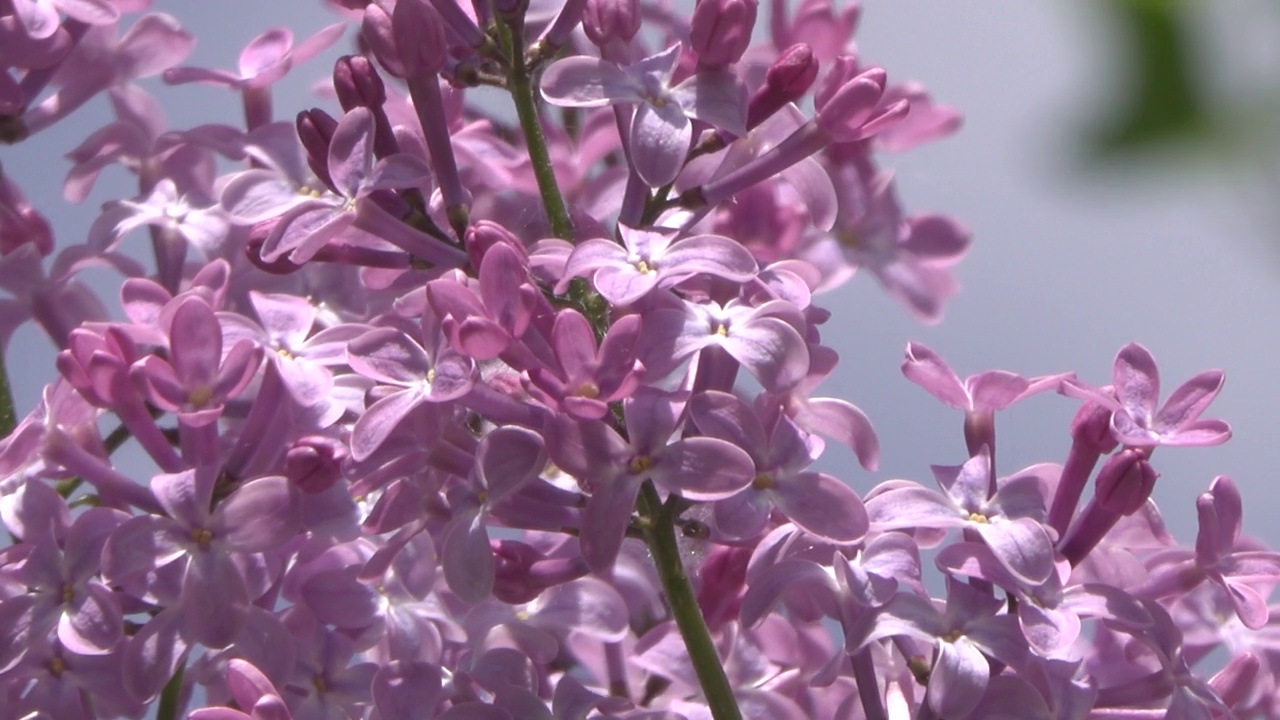 一只蜜蜂在丁香花上采集花蜜。视频素材