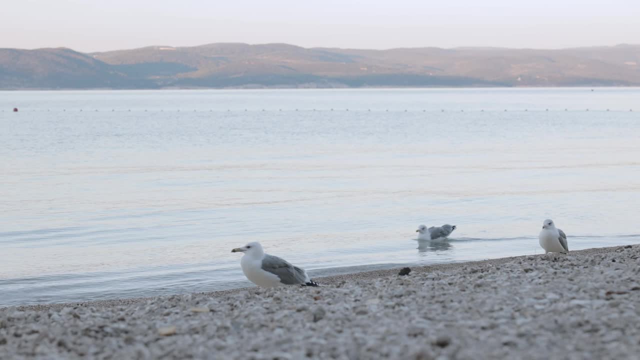 海鸥在海滩上游荡寻找食物。视频素材