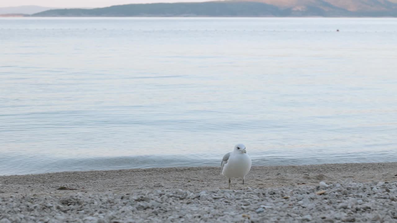 海鸥在海滩上找到了饼干。视频素材