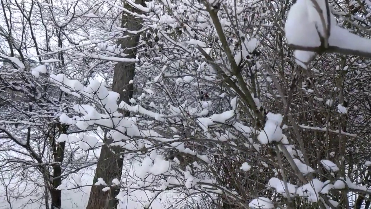 冬天多云的日子，雪花从树枝上落下来视频素材