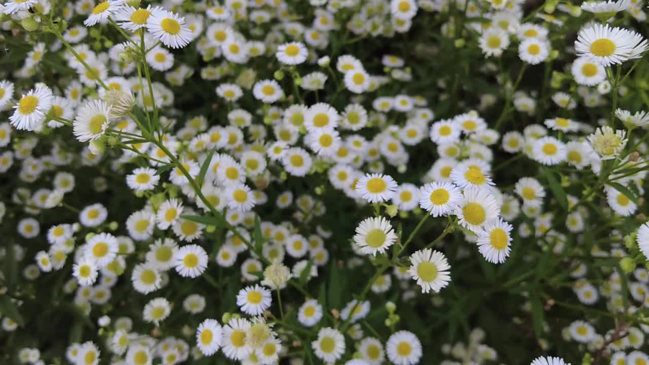 美丽的雏菊花视频素材