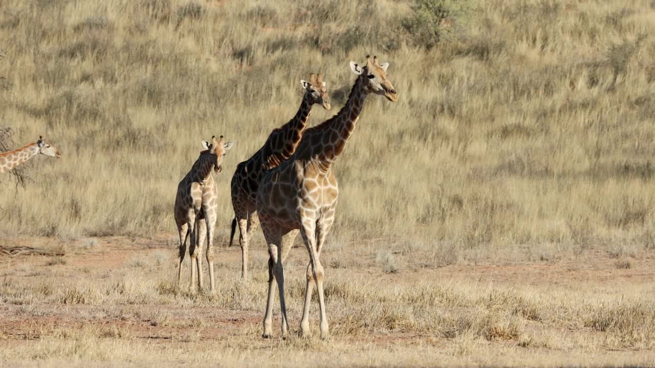 在南非喀拉哈里沙漠的自然栖息地行走的长颈鹿(长颈鹿camelopardalis)视频素材