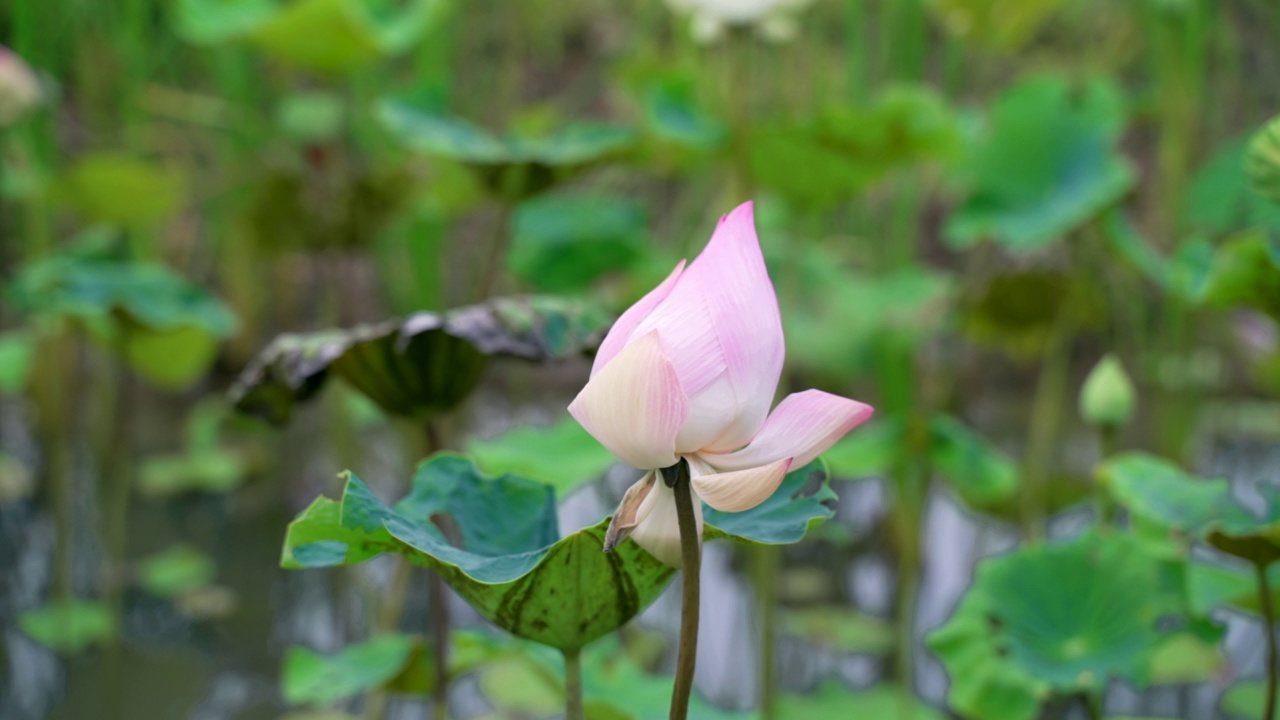 池中莲花视频素材