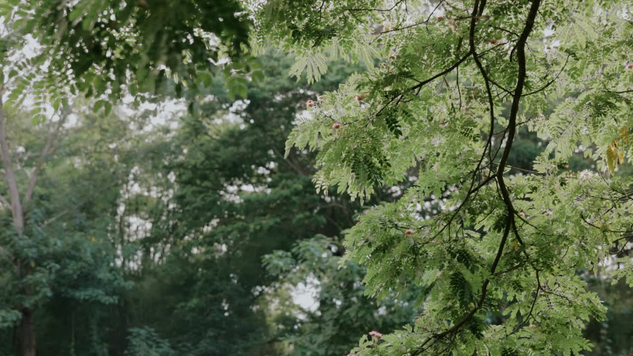 露营时欣赏泰国森林的自然美景。视频素材